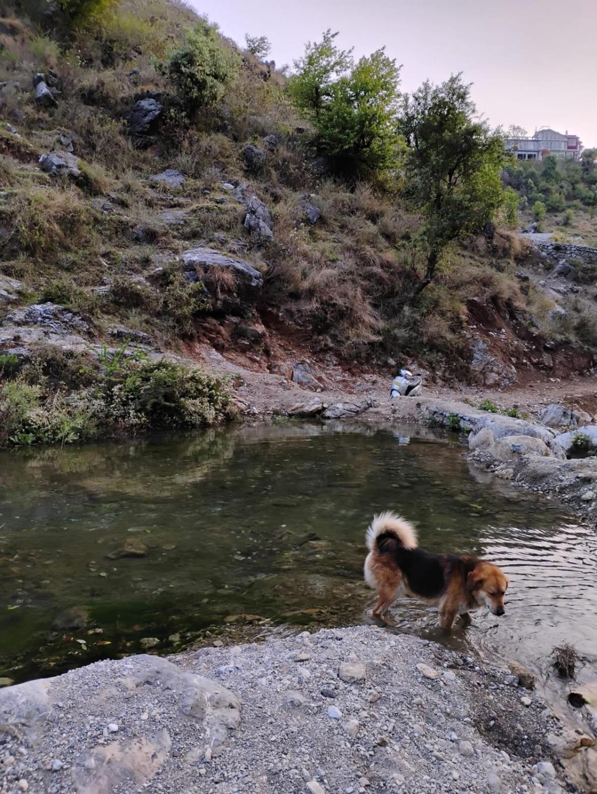 Rivulet Resort & Camping Mussoorie Eksteriør billede
